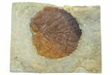 Fossil Leaf (Davidia) - Montana #262342-1